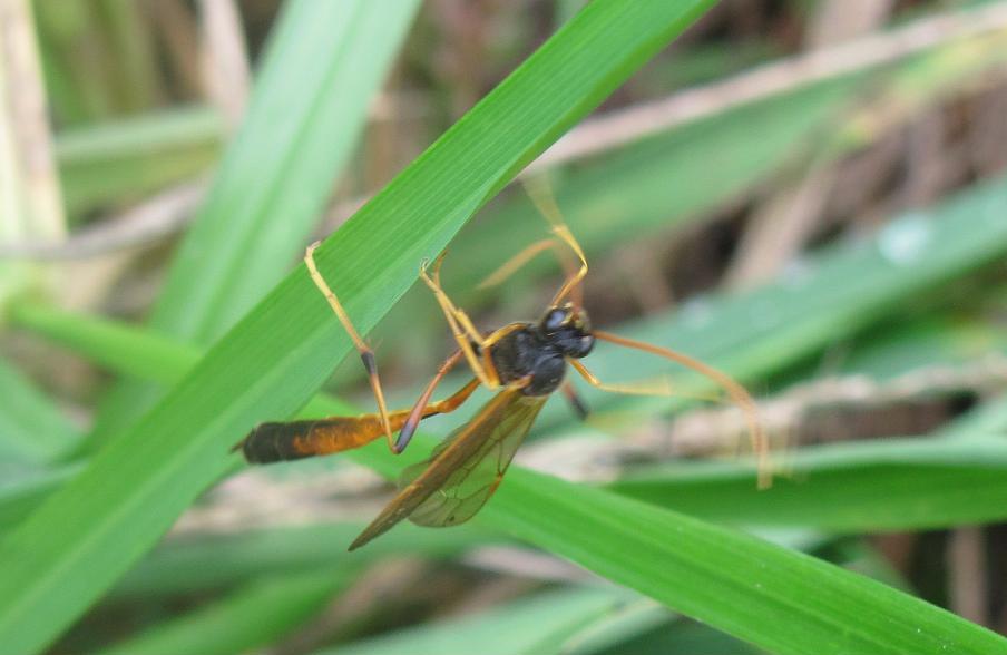 Sphecidae? No. Ichneumonidae